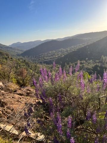 Casa vacanze Ponderosa Creekside Retreat *